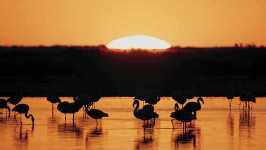 金色大海日出日落唯美大自然