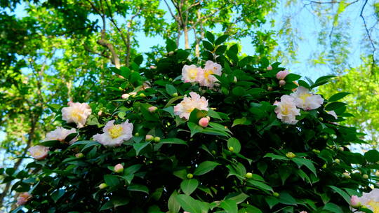 春天花园山茶花