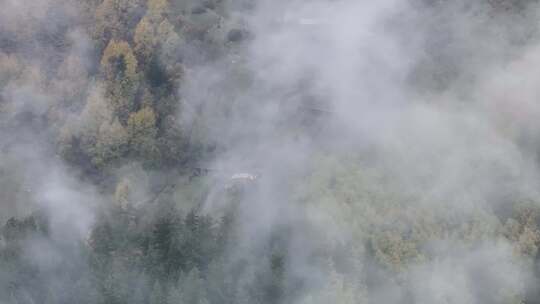 青海互助北山秋林云海航拍视频