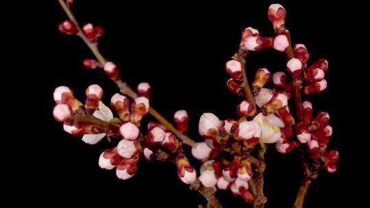 春天植物花草春暖花开生长盛开