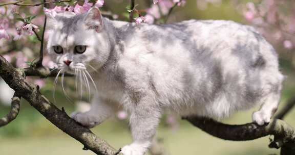 猫 英国短毛猫 银渐层 海棠花