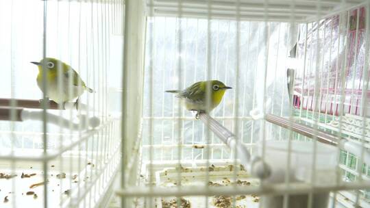 上海的花鸟市场视频素材模板下载