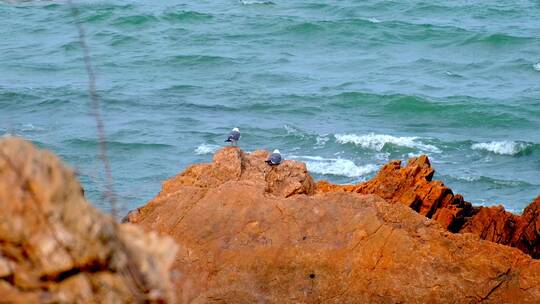 礁石上的栖息的海鸥