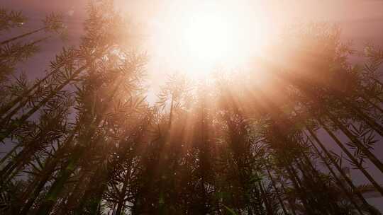 太阳下的竹林