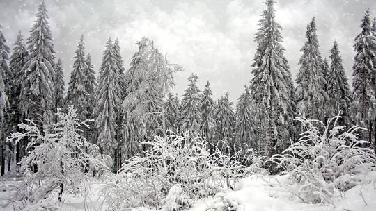 大自然冬天下雪 冰雪覆盖的森林雪景特写