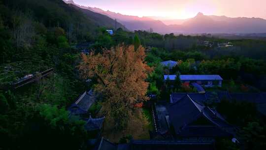 西安古观音禅寺千年银杏树