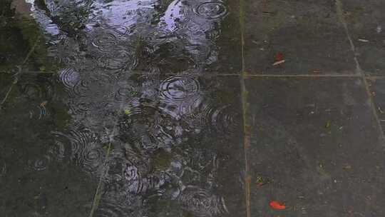 雨季小雨树叶雨滴素材视频素材模板下载