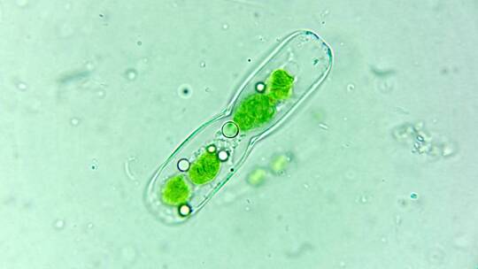 微生物硅藻细菌单细胞原生生物视频素材模板下载