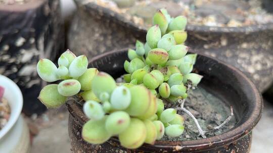 达摩福娘多肉植物视频素材模板下载