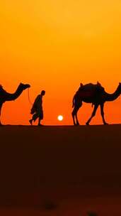 竖屏、沙漠中的骆驼