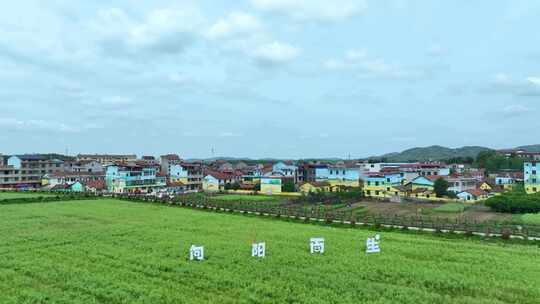 航拍武汉新农村旅游乡村农业农田田园风景