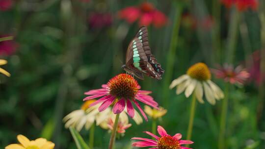 微距拍摄蝴蝶花朵上采蜜慢镜头