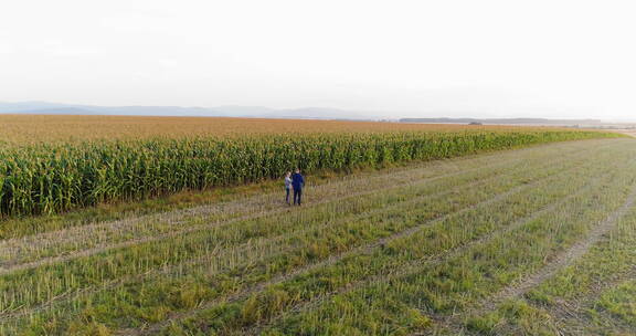 航拍年轻农民在玉米田里