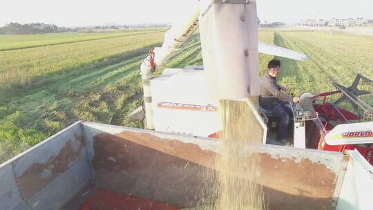 联合收割机在农田上收割庄稼视频素材模板下载