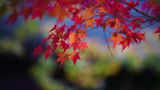 秋天的色彩