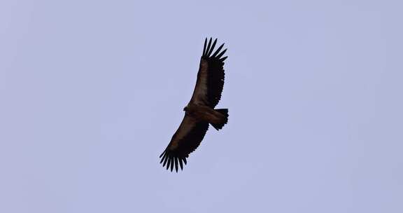 4K高清实拍高原动物秃鹫鸟