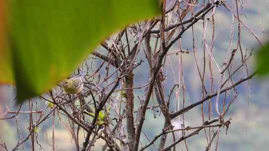 野生Vireo鸟从树枝跳到树上的另一个树