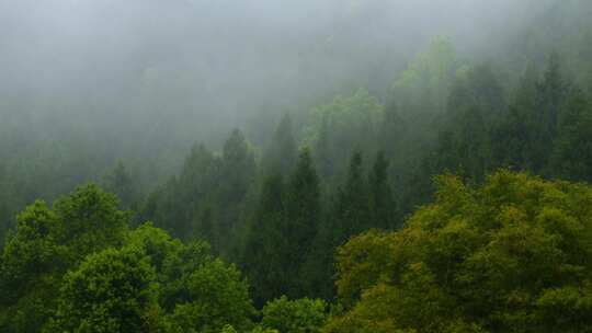 山里的雾谷雨  阴雨云雾天气