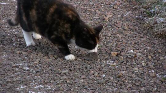 小猫在地上玩一只老鼠