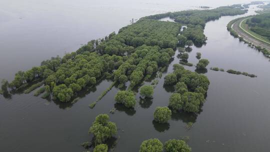 航拍湖南岳阳洞庭湖续期被淹没树林