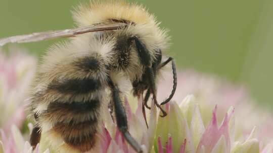 Carder Bee，昆虫，授粉，石杉