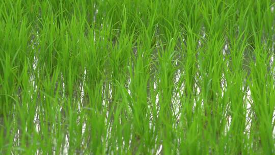 一片稻田地绿色稻苗水稻插秧视频素材模板下载