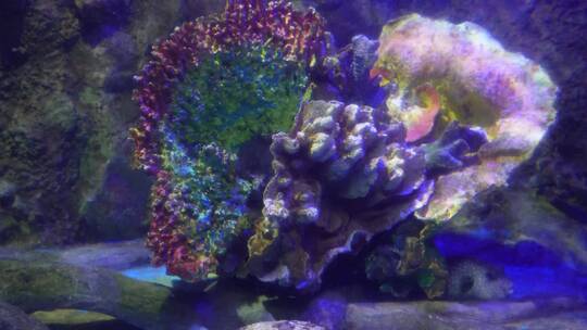 【镜头合集】珊瑚礁海洋礁石海缸造景