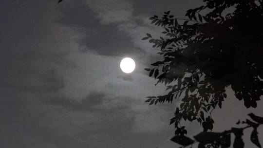 树影月亮黑天月亮2