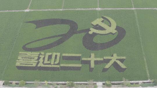 4k航拍喜迎二十大的稻田图案D-LOG素材