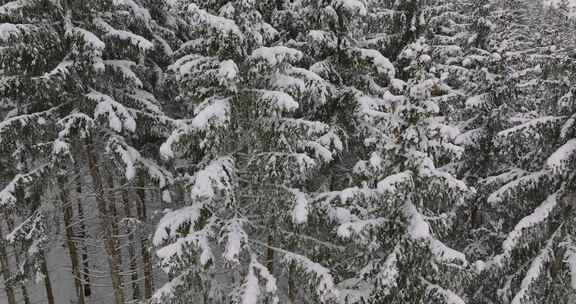 森林，奥地利，冬天，雪