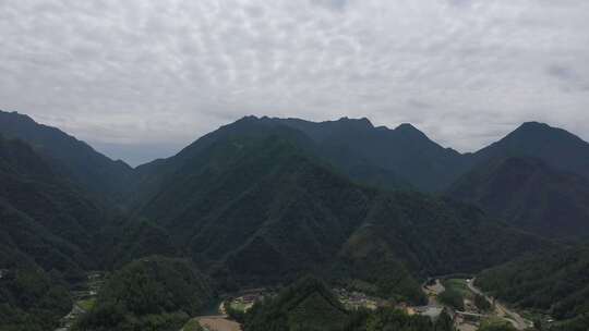 龙泉 龙泉高山 孢子粉 龙泉孢子粉