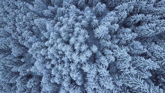 航拍冬季森林雪松视频素材模板下载