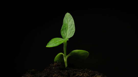 种子植物发芽生长延时摄影