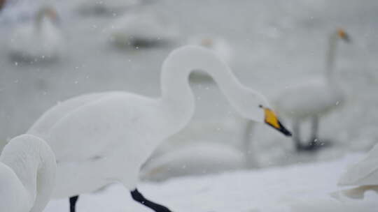 慢动作 白天鹅 飞翔 雪景湖景冬日野生动物