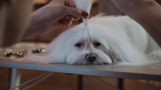 女性美容师在美容沙龙刷马耳他狗。