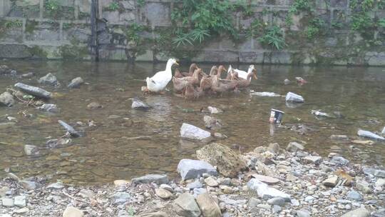 成年麻鸭鸭子视频素材模板下载