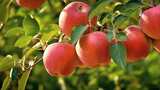 苹果栖霞红富士洛川苹果川红富士红苹果高清在线视频素材下载