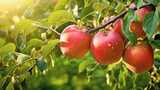 苹果栖霞红富士洛川苹果川红富士红苹果高清在线视频素材下载