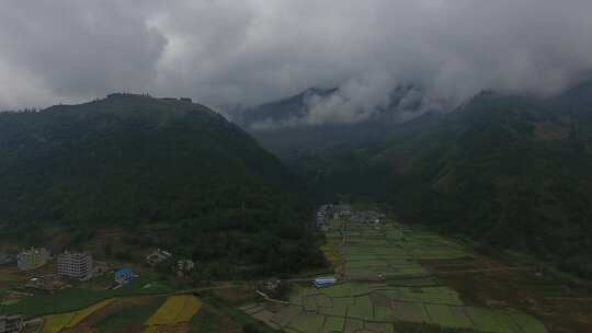 雷波马湖莼菜