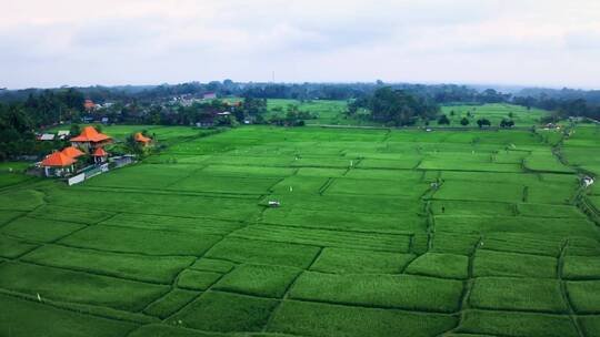 无人机拍摄的稻田种植