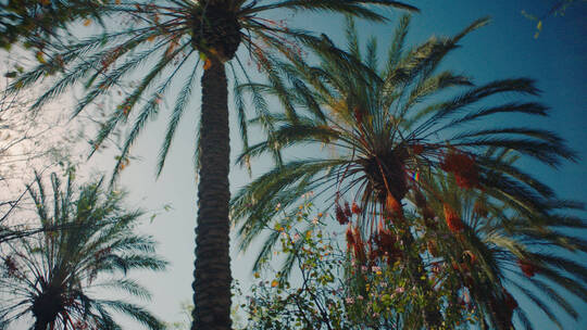 晴天下的棕榈树视频素材模板下载