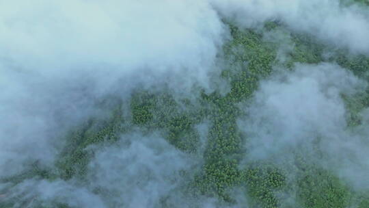 航拍绿色树林晨雾深坑云海缭绕视频素材模板下载