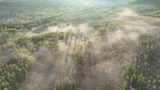 山间云雾缭绕的阳光森林美景