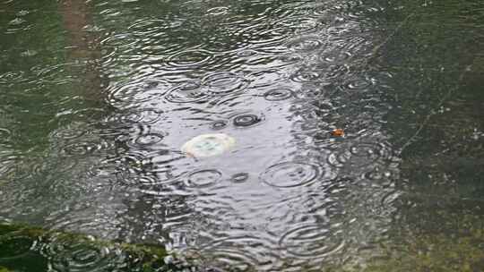 大自然雨季下雨雨滴树林树叶雨水