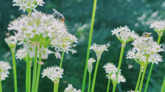 韭苍蝇花开