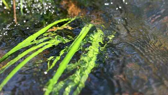 小溪河里的水草飘动特写