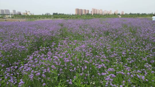 上海之鱼花海4K航拍原素材