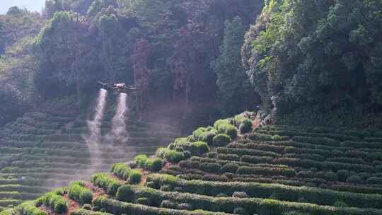 无人植保机茶园茶山打药