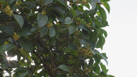 桂花 植物 户外