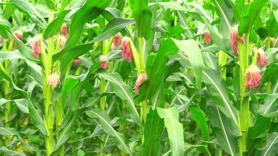 实拍雨后成熟的的玉米地农村自然风景视频素材模板下载